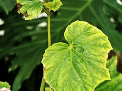 -国家植物园南园