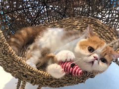 -飞行喵MR PILOT|猫舍·猫咖(静安大融城店)