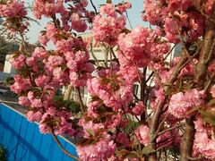 -天津医科大学肿瘤医院(本部院区)