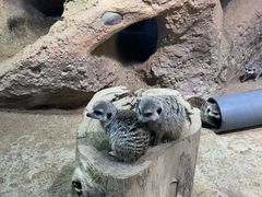 -大连圣亚海洋世界