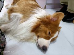 -我爱猫咪·猫咖·狗咖·安哥拉兔·羊驼咖(小寨华旗店)