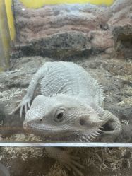 -神奇动物撸宠馆·羊驼·小浣熊·异宠(豫园店)