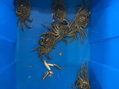 -品鲜村农家菜·阳澄湖大闸蟹(总店)