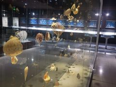 -青岛贝壳博物馆