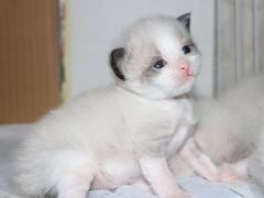 -北京观赏动物医院·24小时大型综合·猫专科·异宠专科