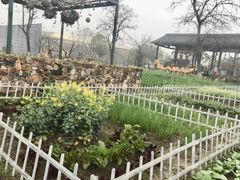 -田园东方蜜桃村的田野营地