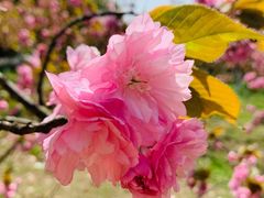 -天鹅湖体育公园