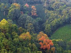 -十八棵（老龙井）御茶园(老龙井店)