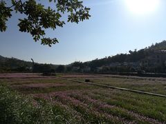 -红山村