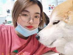 -柴务处·柴犬主题狗咖