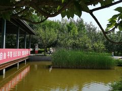 -大望京公园