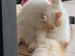 -平行世界·猫咖(首经贸店)