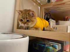 -东方名猫馆·英短金渐层布偶猫舍(环线广场1号楼店)