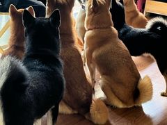 -柴犬高等学院·狗咖·柴犬售卖·宠物训练