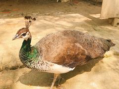 -武汉紫薇都市田园