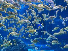 -海合安成都极地海洋公园