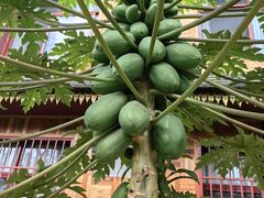 -西双版纳傣族园