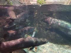 -太平洋海底世界