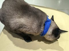 -藏猫猫咖啡主题馆(中央大道店)