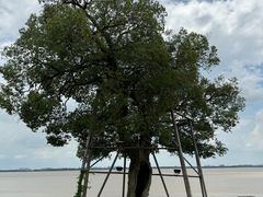 -观潮胜地公园