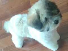 -鑫艺宠物美容培训学校