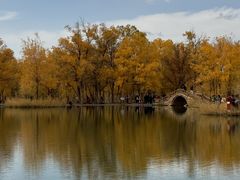 -金塔沙漠胡杨林景区