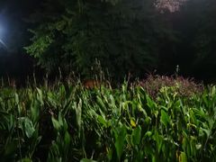 -重庆彩云湖湿地公园