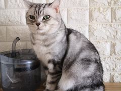 -平行世界·猫咖(首经贸店)