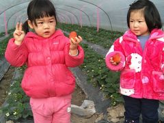 -喜杨洋草莓采摘园