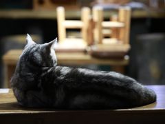 -猫猫幼稚园·撸猫·桌游·电玩