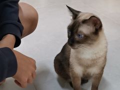 -Heymao猫咖.咖啡厅(东门店)