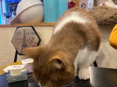 -猫小院猫主题咖啡厅(北锣店)