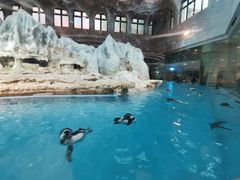 -帝企鹅自助餐厅•儿童岛•真企鹅(长隆企鹅酒店)