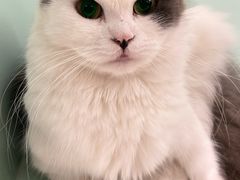 -怪兽屋·羊驼·猫咖·狗咖(俊华广场店)