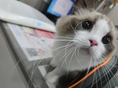 -四月宠物医院·猫专科·心脏专科·内科(转塘店)