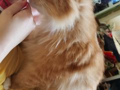 -纳吉亚猫专科动物诊疗中心(蒋宅口分院)