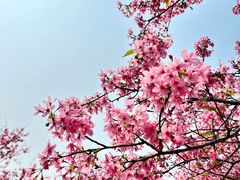 -天适樱花悠乐园