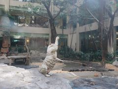 -白虎自助餐厅·真老虎·景观自助餐厅(广州长隆酒店)
