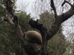 -都江堰中华大熊猫苑