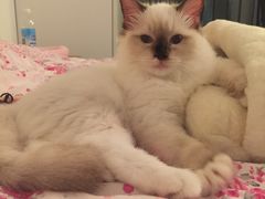 -Bastet sally猫舍购宠(静安店)
