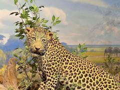 -陕西自然博物馆