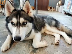 -more than meow吴止猫主题餐厅(承德 中船汇店)