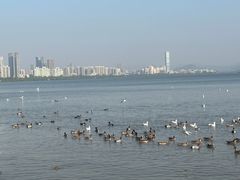 -深圳湾公园(南山区)