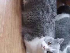 -瑞鹏宠物医院·骨科·猫科·内科(第一中心)