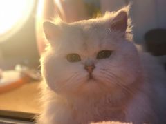 -大洋晶典(东街店)