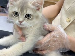 -唐小姐の猫狗洗护·购宠旗舰店(周浦万达店)