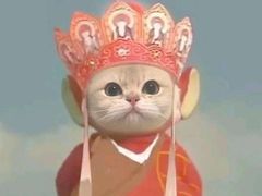 -美联众合动物医院·24h京西诊疗中心