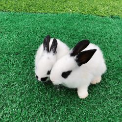 -萌宠亲子动物乐园(槐房万达店)