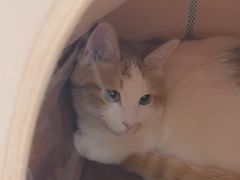 -达爱动物医院·犬猫分区·CT·复杂眼科(远洋山水分院)