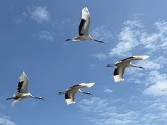 -黑龙江扎龙生态旅游区